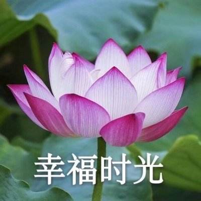 超人打怪兽官方版下载